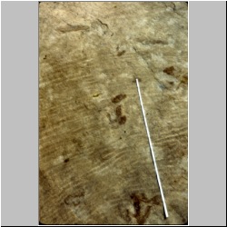 px85-7-23 (F Trail).jpg